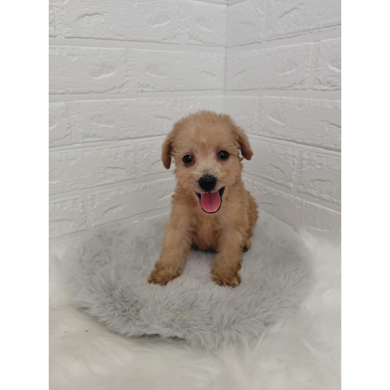 販売中の岡山県のミックス犬-412965の11枚目