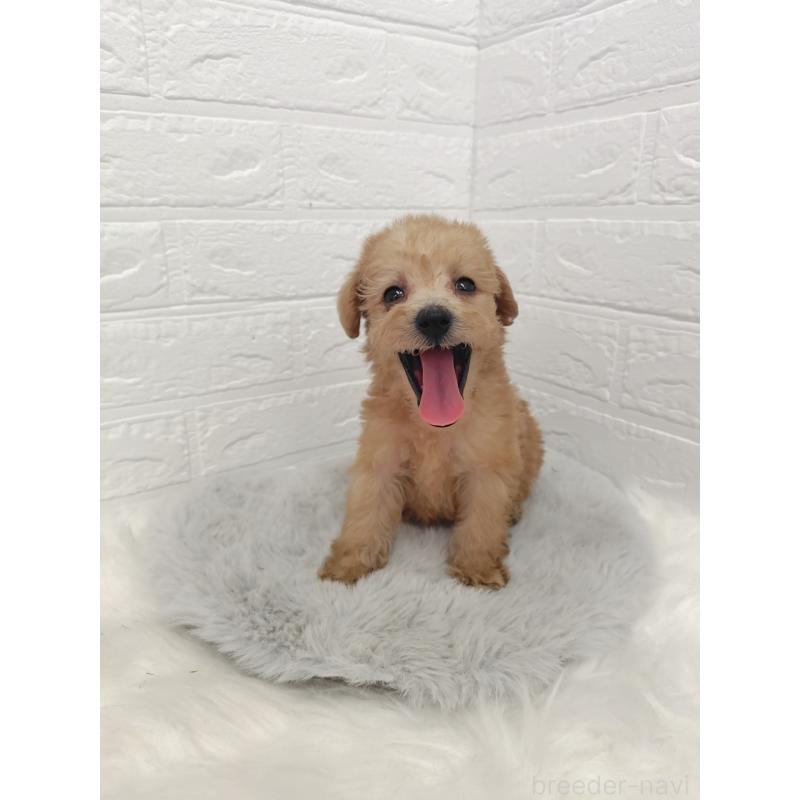 販売中の岡山県のミックス犬-412965の10枚目
