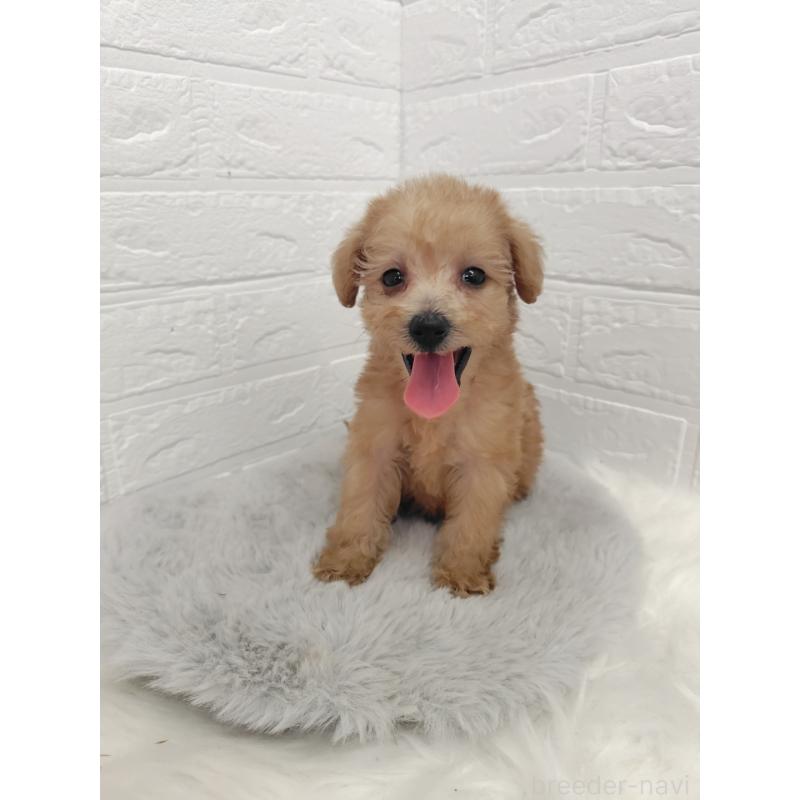 販売中の岡山県のミックス犬-412965の9枚目