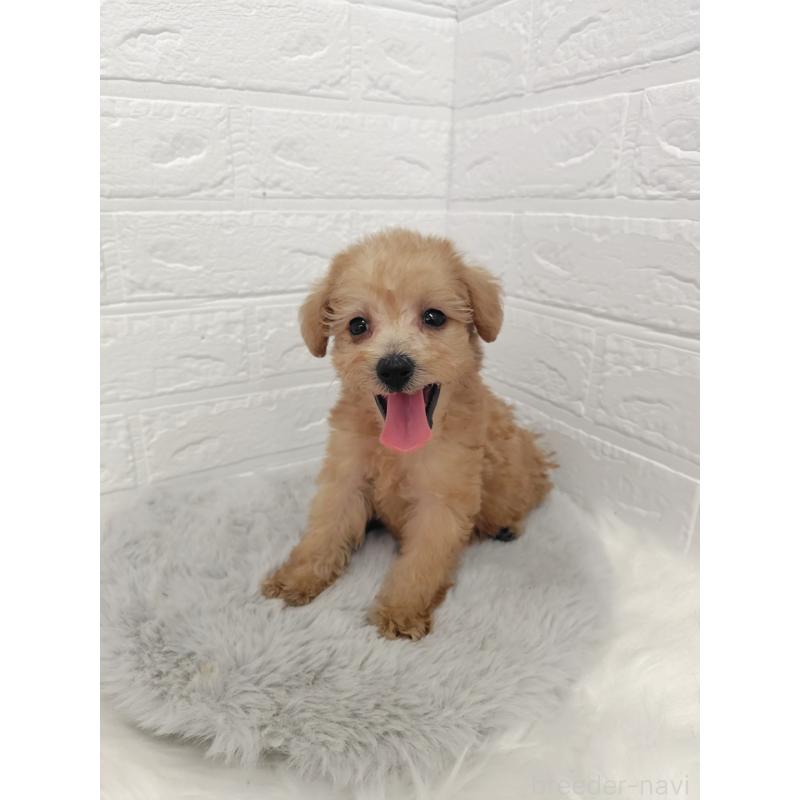 販売中の岡山県のミックス犬-412965の7枚目