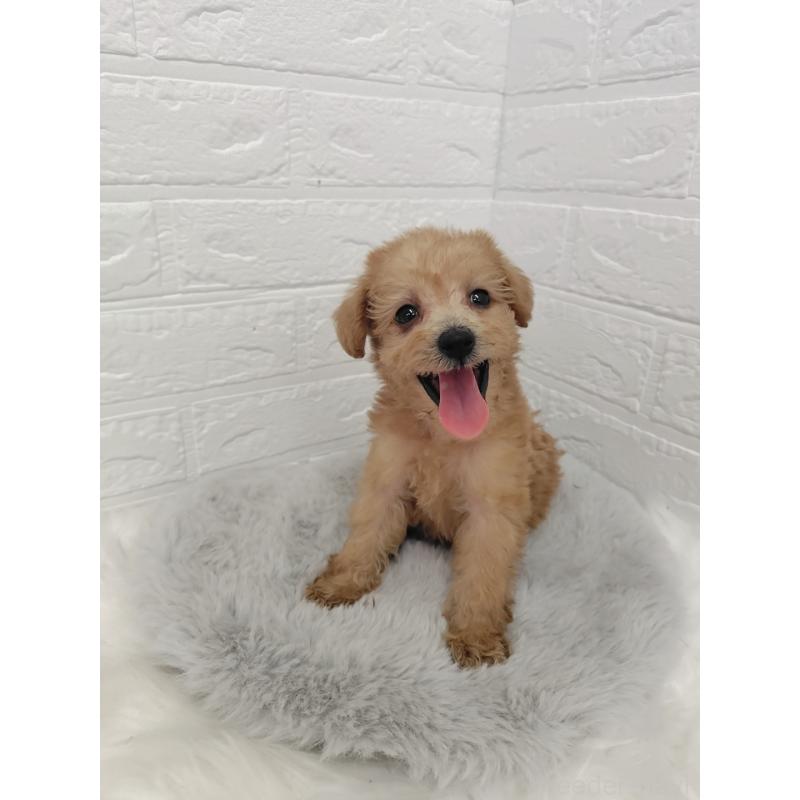 販売中の岡山県のミックス犬-412965の6枚目