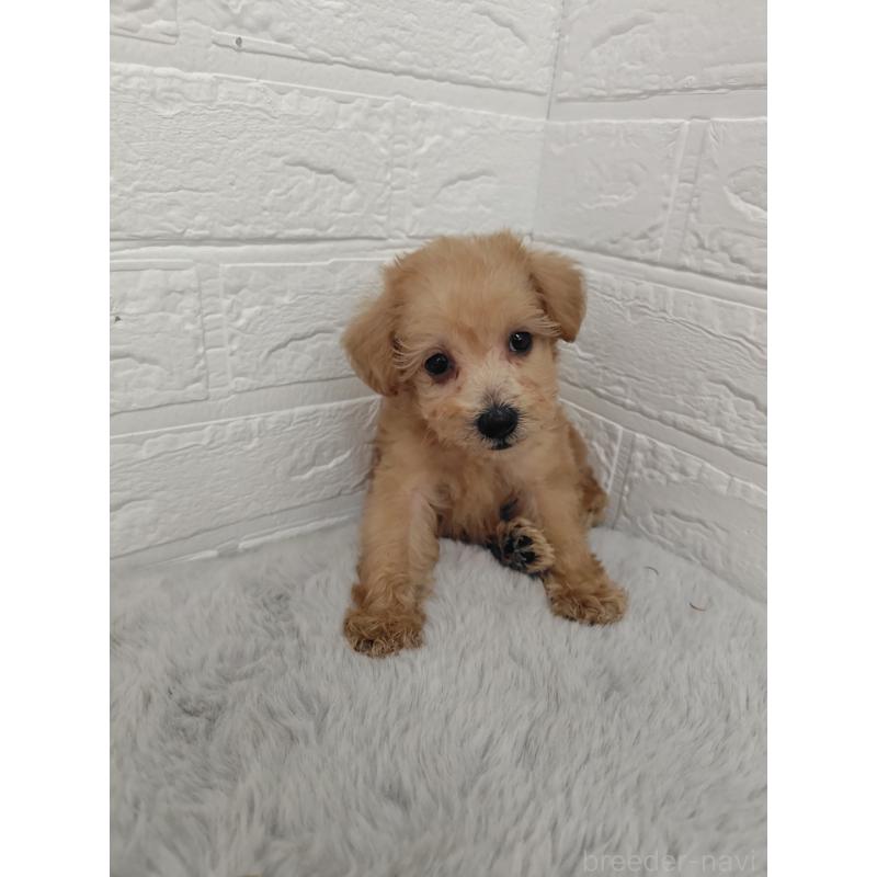 販売中の岡山県のミックス犬-412965の5枚目