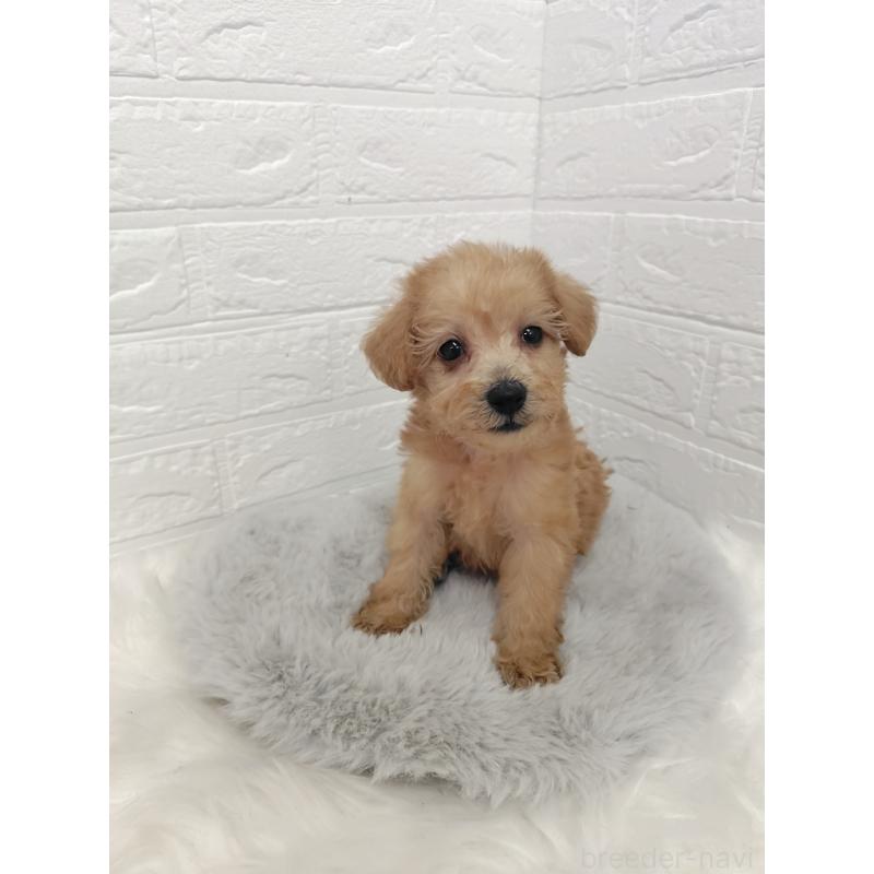 販売中の岡山県のミックス犬-412965の4枚目