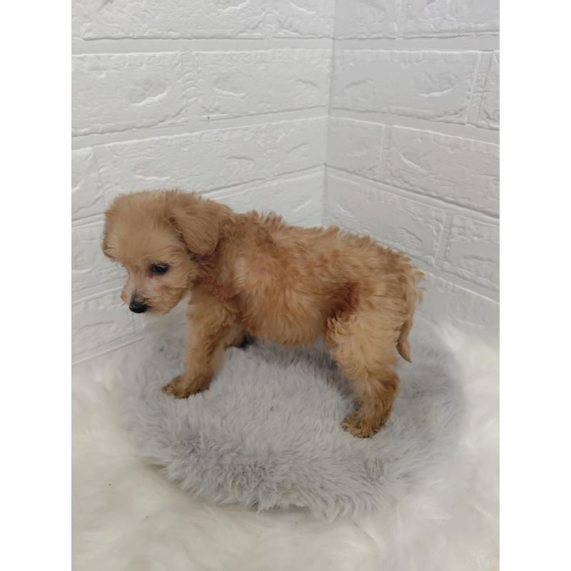 販売中の岡山県のミックス犬-412965の3枚目