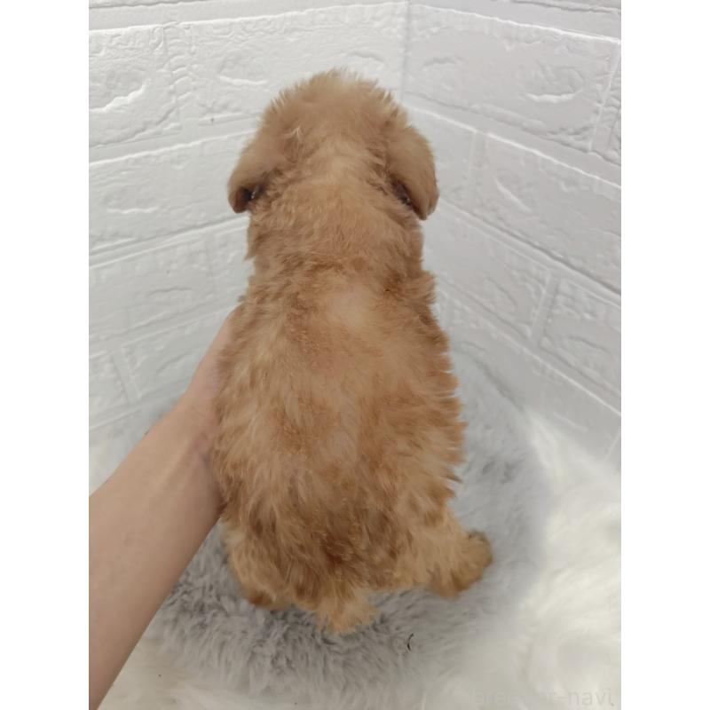 販売中の岡山県のミックス犬-412965の2枚目