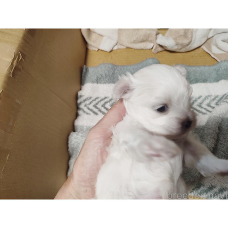 販売中の岡山県のマルチーズ-412974の2枚目
