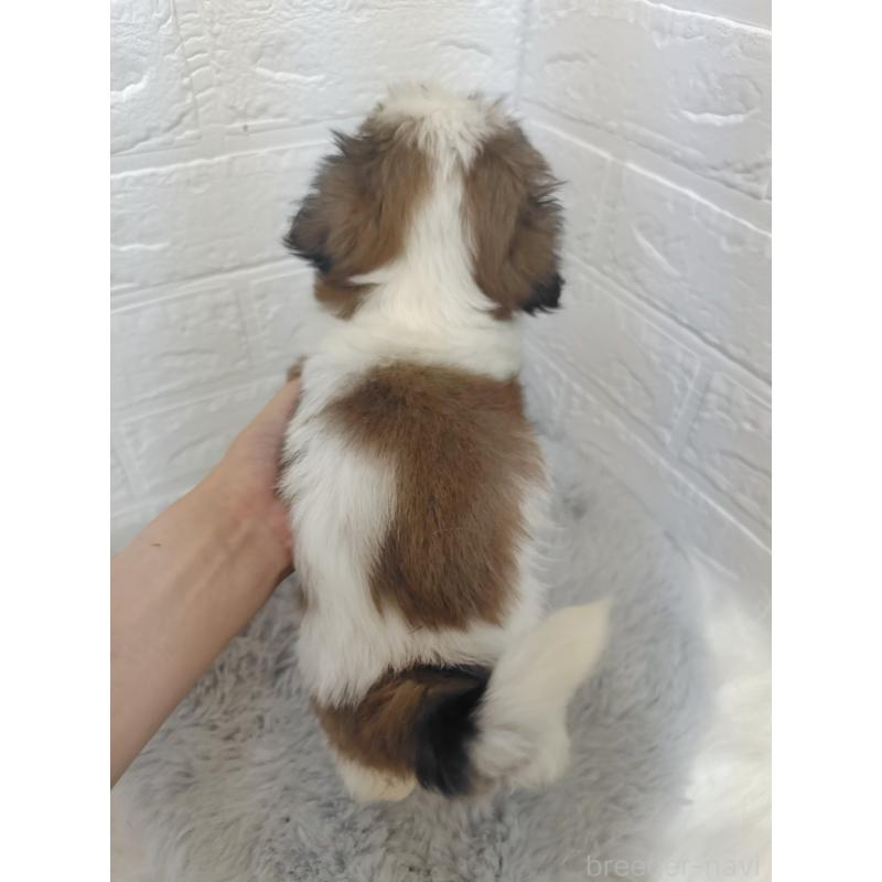 販売中の岡山県のシーズー-412975の2枚目