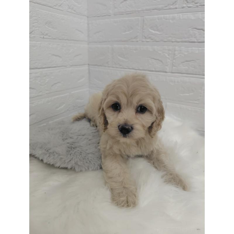 販売中の岡山県のミックス犬-412976の7枚目