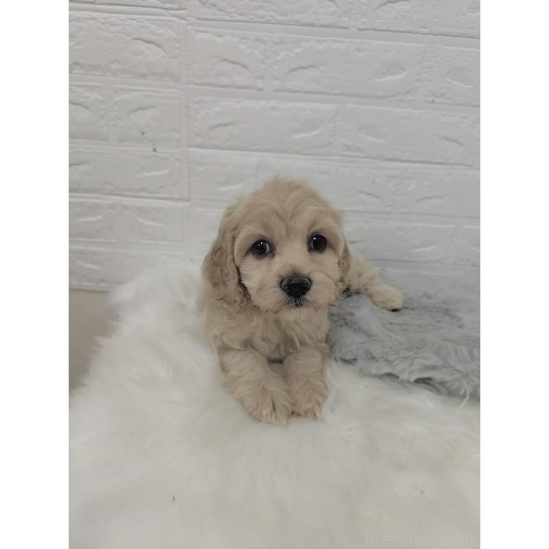 販売中の岡山県のミックス犬-412976の6枚目