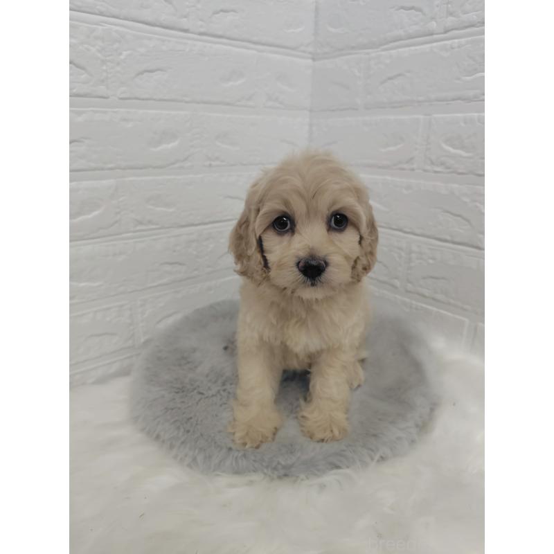 販売中の岡山県のミックス犬-412976の4枚目