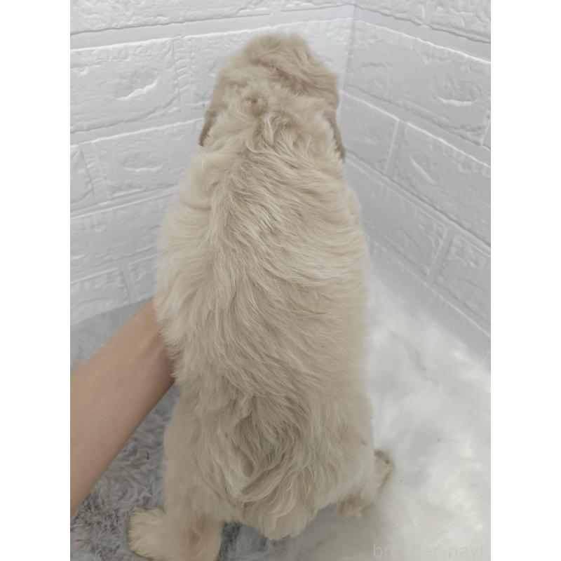 販売中の岡山県のミックス犬-412976の3枚目