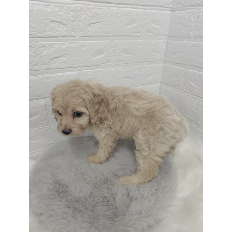 販売中の岡山県のミックス犬-412976の2枚目