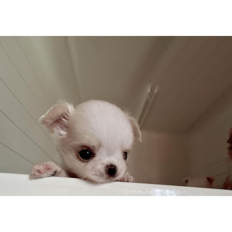 成約済の香川県のチワワ(ロングコート)-411408の7枚目