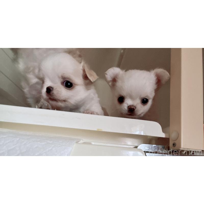 成約済の香川県のチワワ(ロングコート)-411407の6枚目