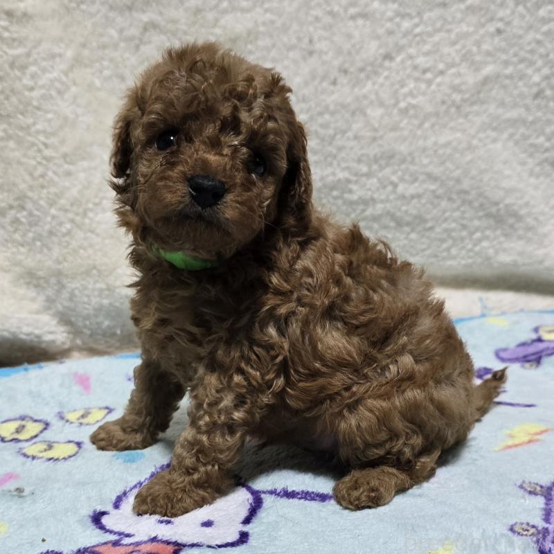 成約済の岡山県のトイプードル-408861の5枚目