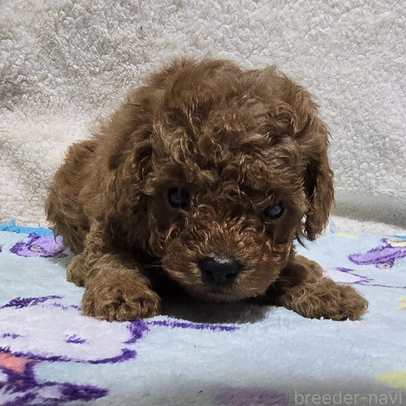 成約済の岡山県のトイプードル-408862の5枚目