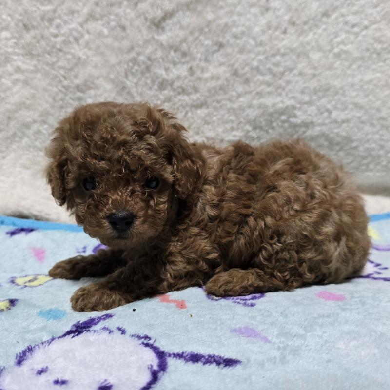 成約済の岡山県のトイプードル-408862の4枚目