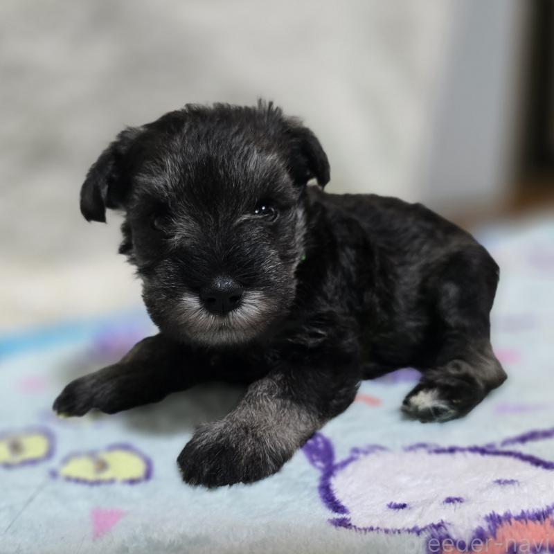 成約済の岡山県のミニチュアシュナウザー-410242の12枚目