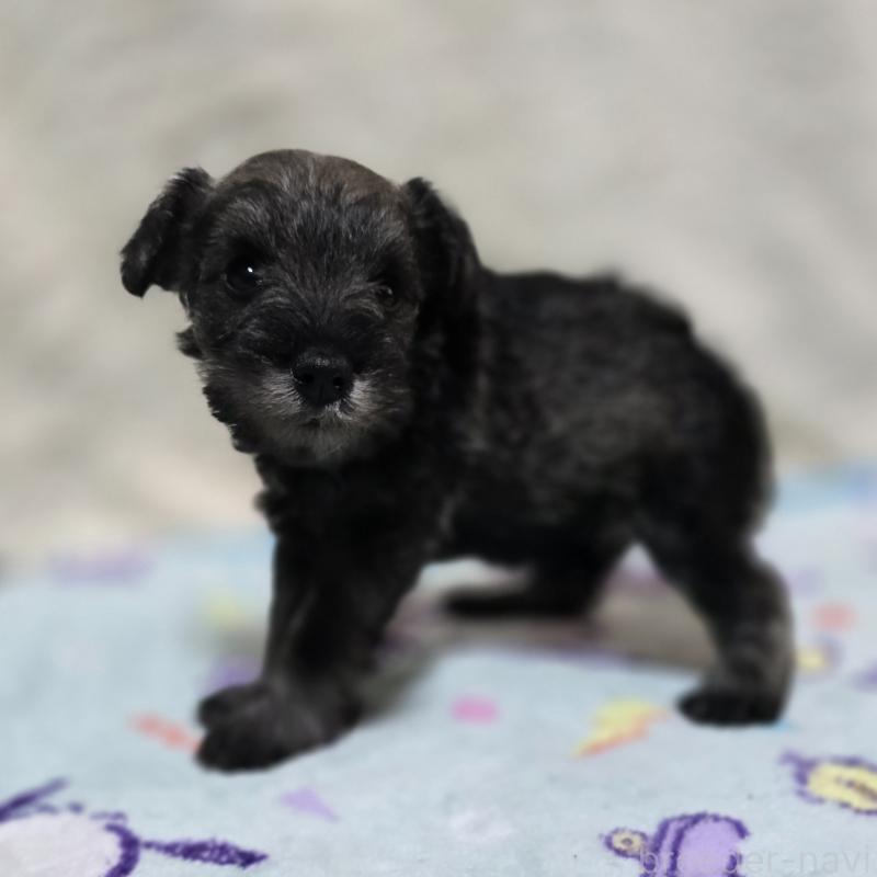 成約済の岡山県のミニチュアシュナウザー-410243の10枚目