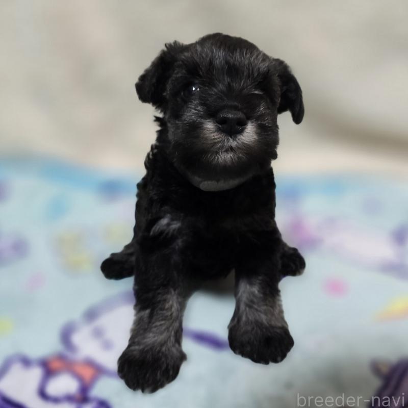 成約済の岡山県のミニチュアシュナウザー-410244の12枚目