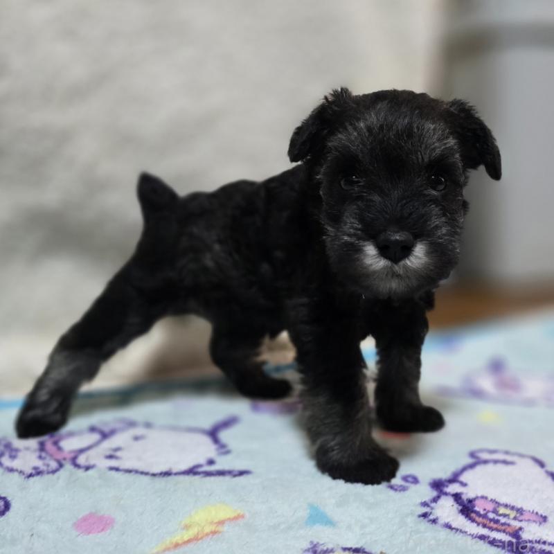 成約済の岡山県のミニチュアシュナウザー-410244の11枚目