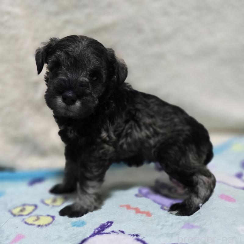 成約済の岡山県のミニチュアシュナウザー-410246の11枚目