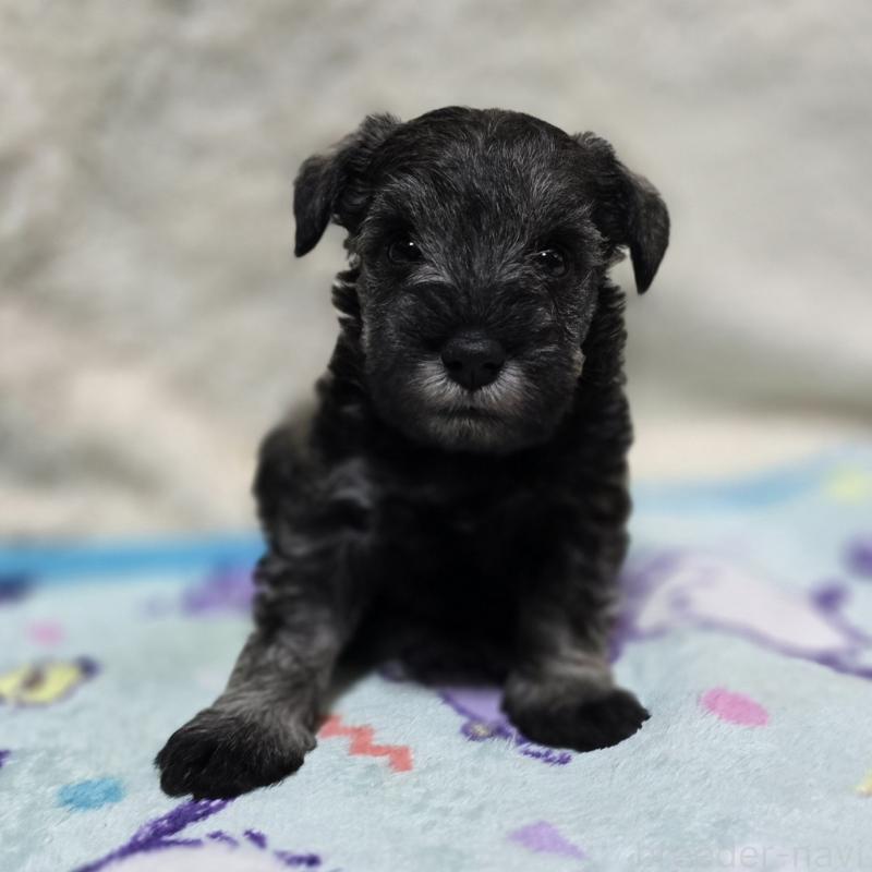 成約済の岡山県のミニチュアシュナウザー-410246の10枚目