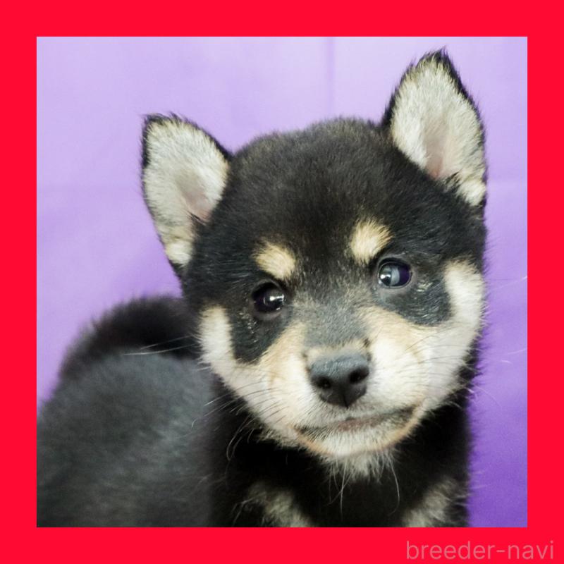 販売中の愛知県の柴犬-411063