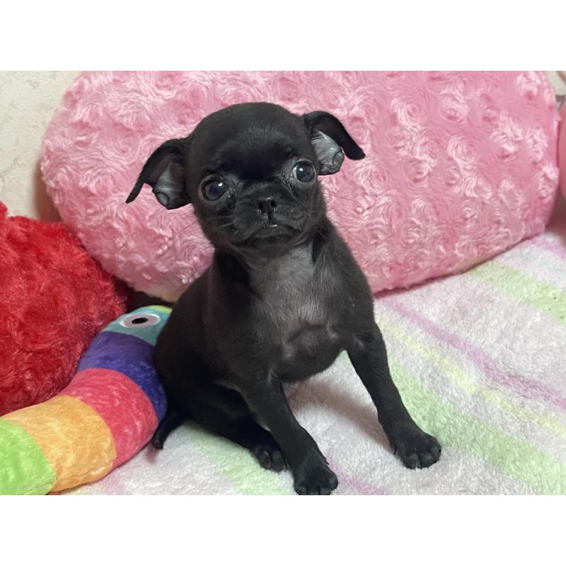 販売中の新潟県のミックス犬-412784の13枚目