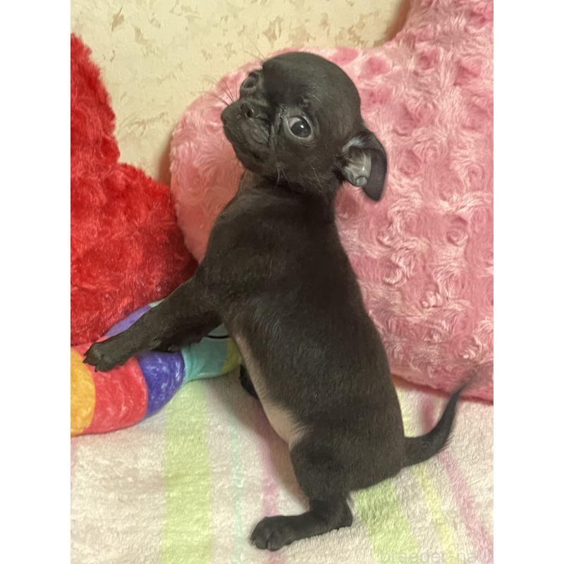 販売中の新潟県のミックス犬-412784の12枚目