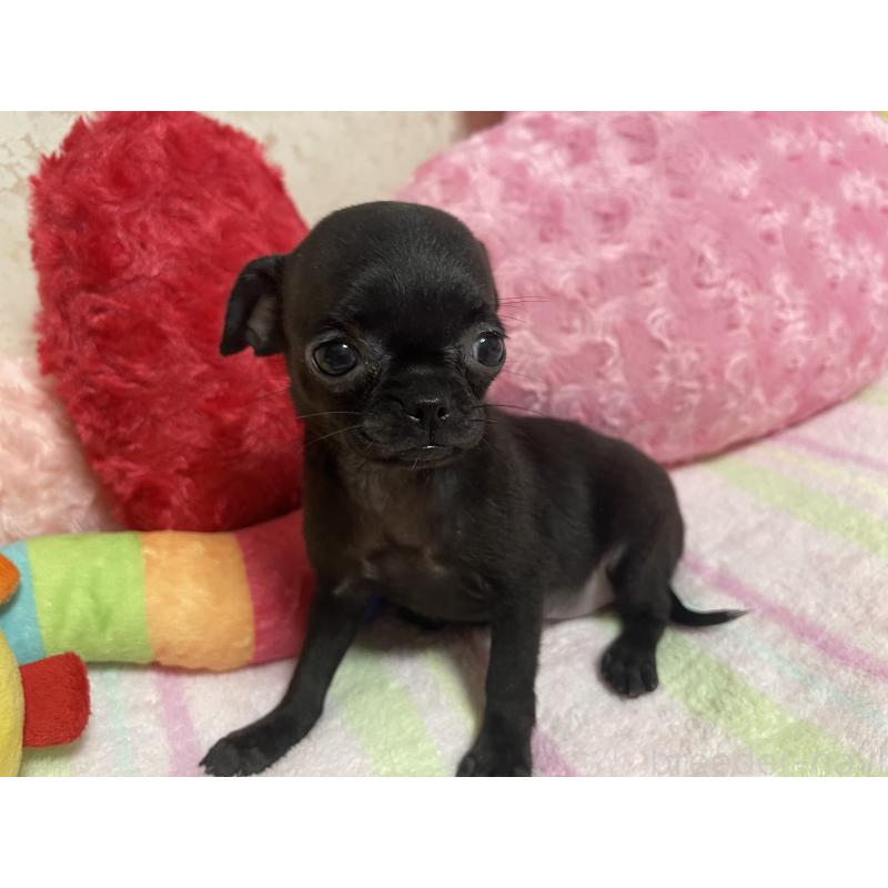 販売中の新潟県のミックス犬-412784の11枚目