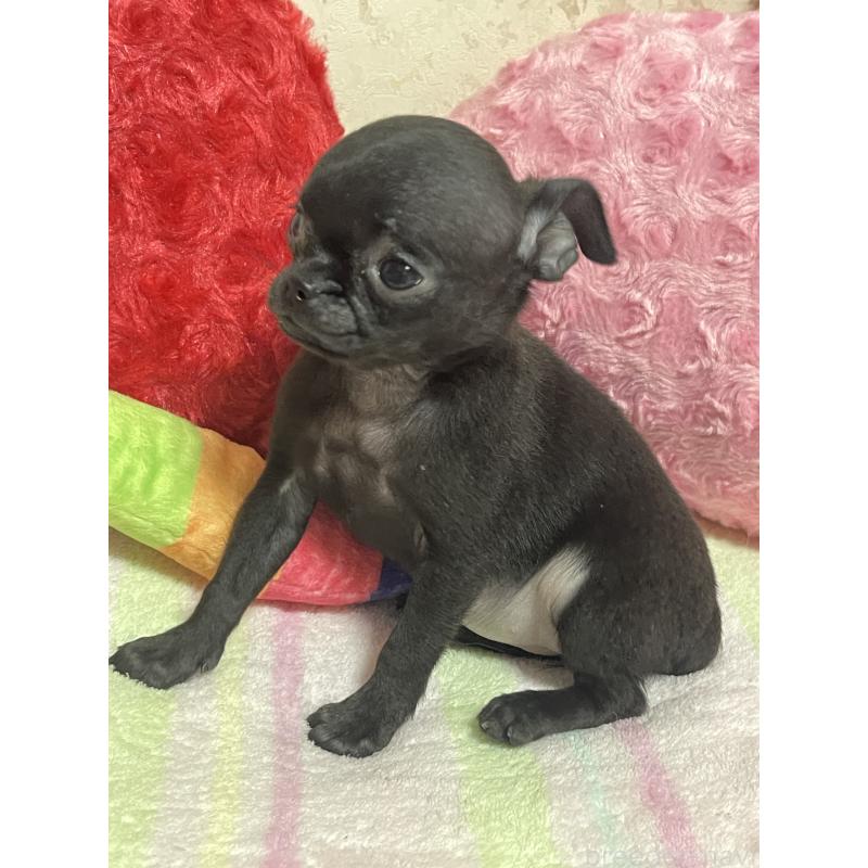 販売中の新潟県のミックス犬-412784の10枚目