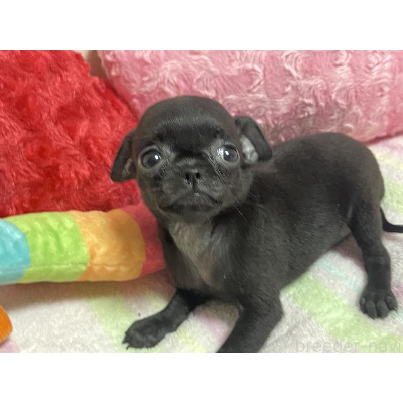 販売中の新潟県のミックス犬-412784の9枚目