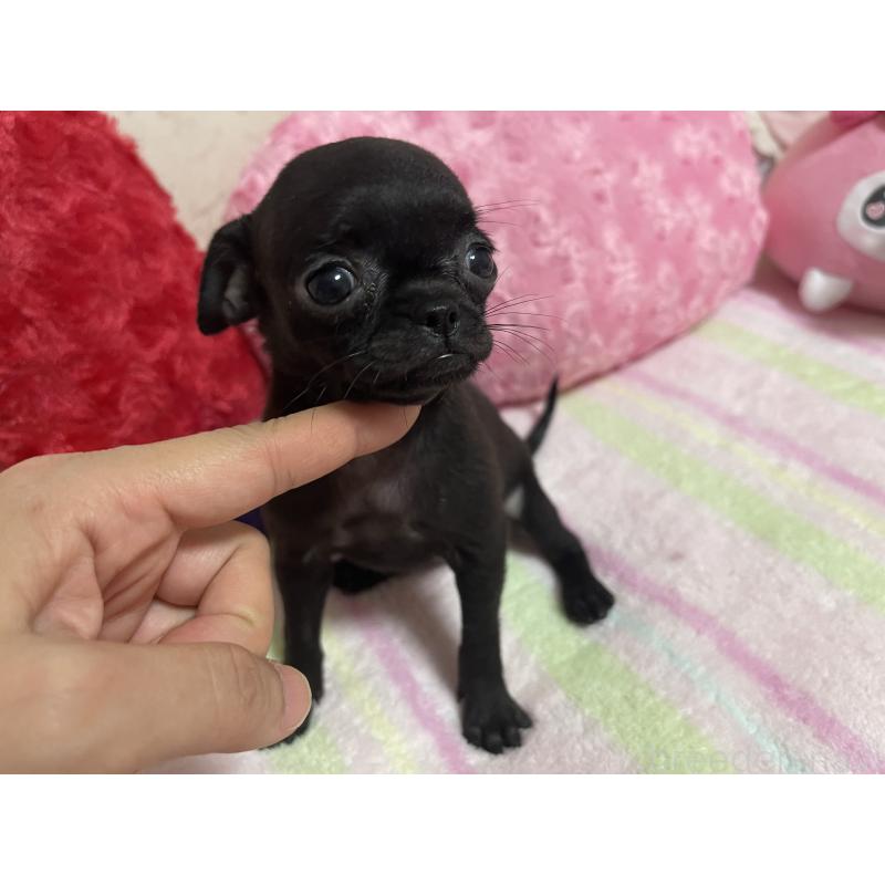 販売中の新潟県のミックス犬-412784の8枚目