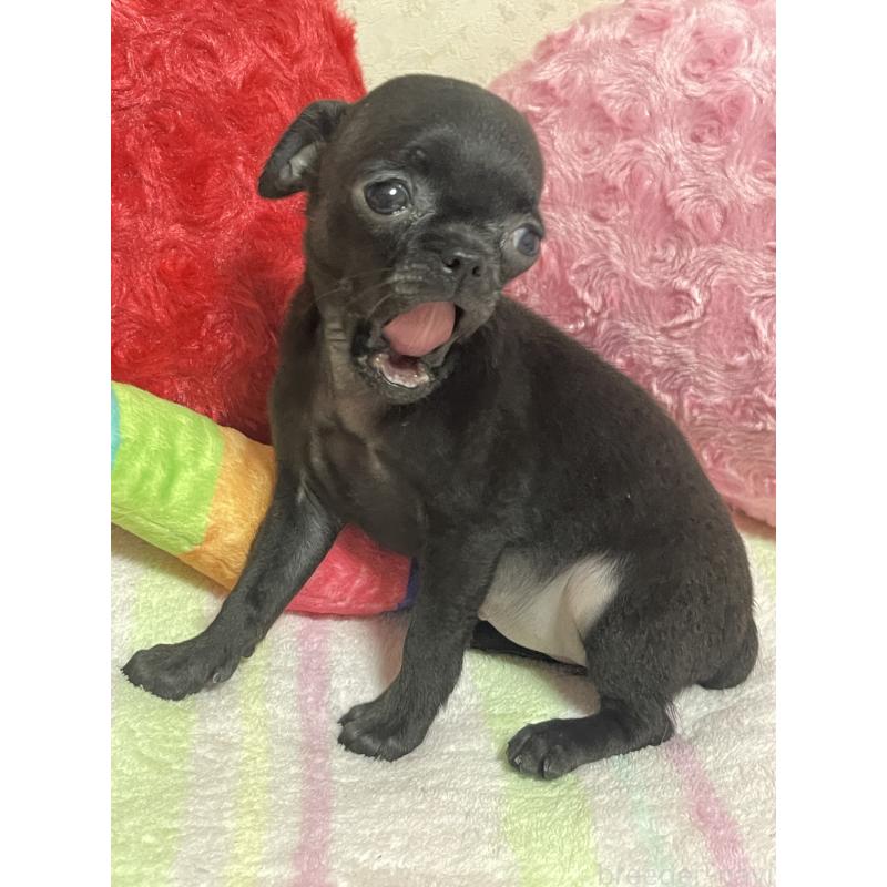 販売中の新潟県のミックス犬-412784の7枚目