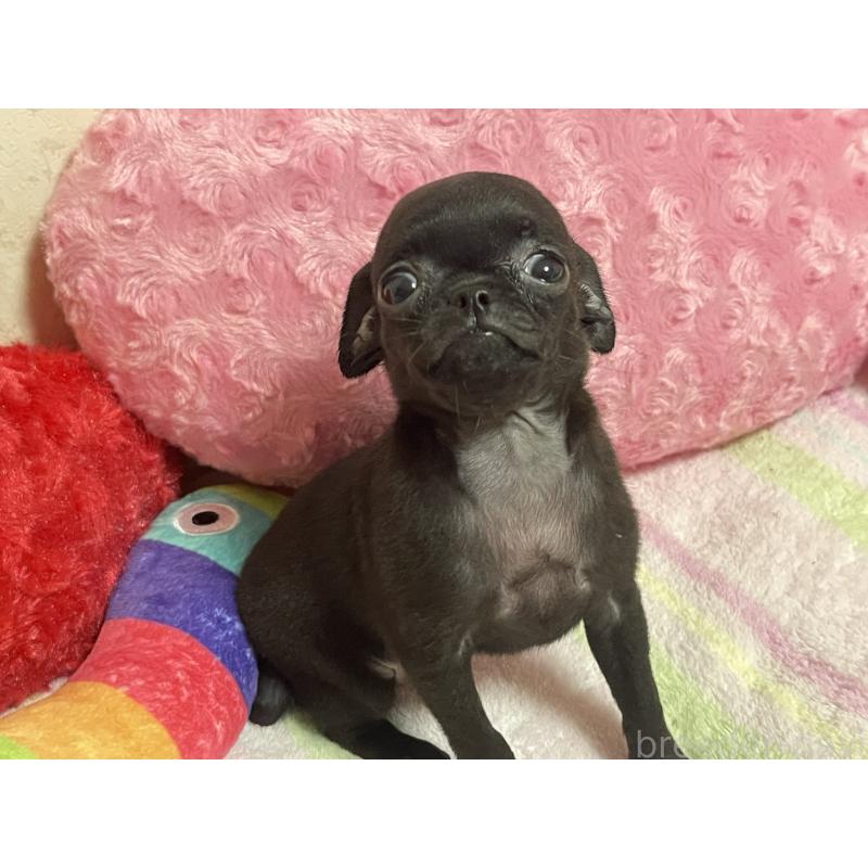 販売中の新潟県のミックス犬-412784の6枚目