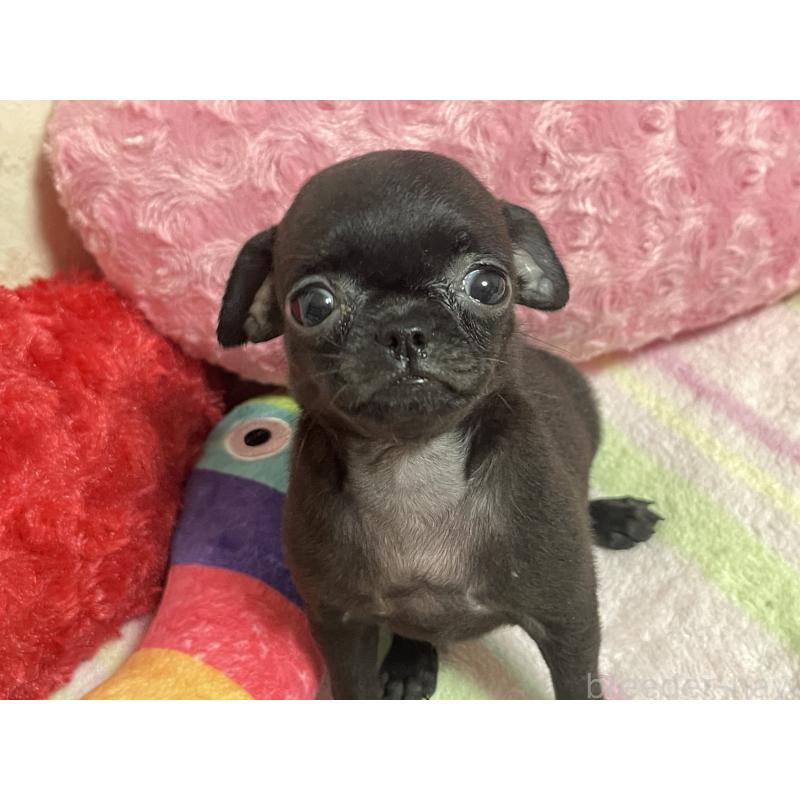 販売中の新潟県のミックス犬-412784の5枚目