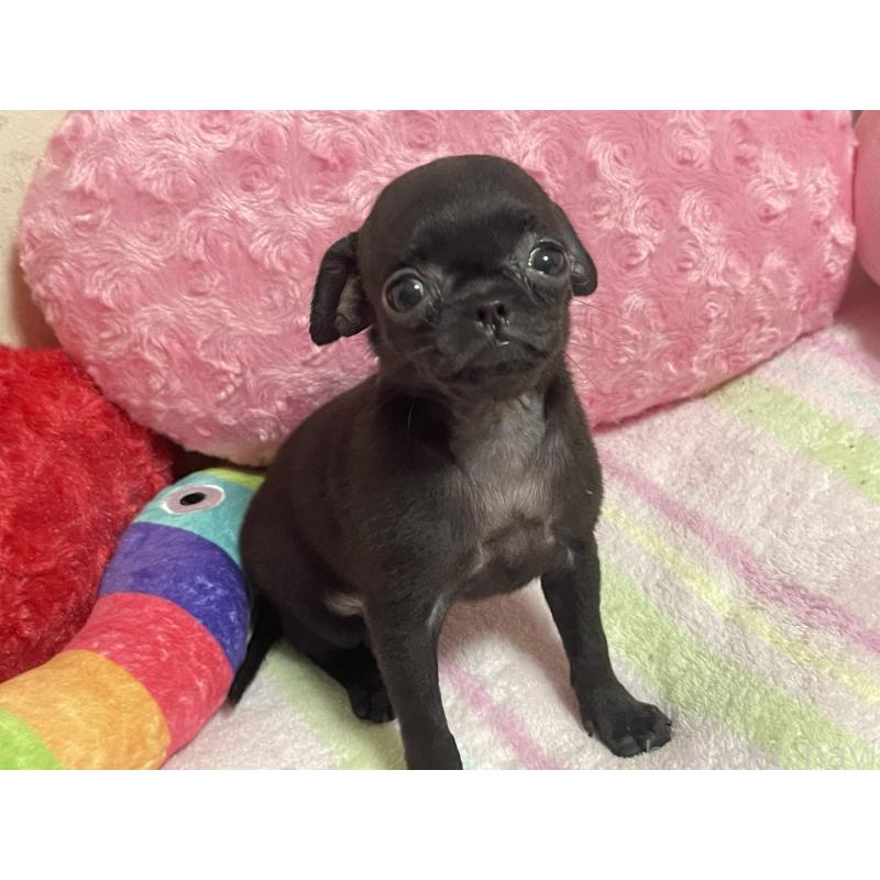 販売中の新潟県のミックス犬-412784の4枚目