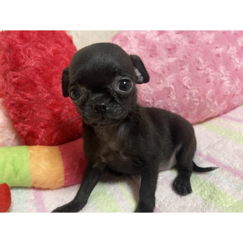 販売中の新潟県のミックス犬-412784の3枚目