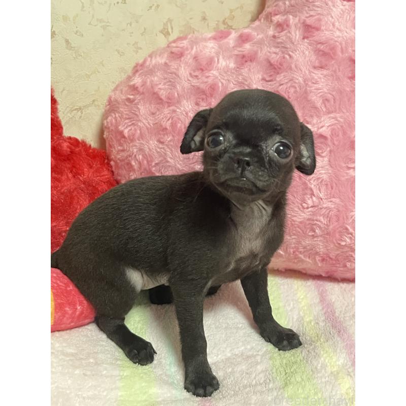 販売中の新潟県のミックス犬-412784の2枚目