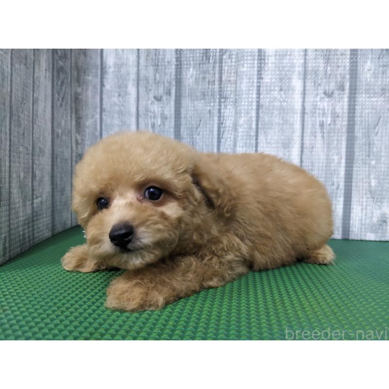販売中の埼玉県のトイプードル-412785の4枚目