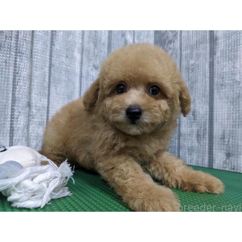 販売中の埼玉県のトイプードル-412785の3枚目