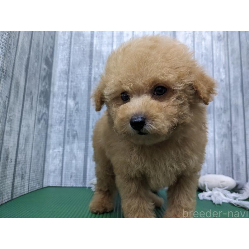 販売中の埼玉県のトイプードル-412788の4枚目