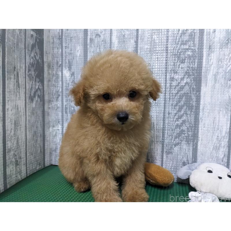 販売中の埼玉県のトイプードル-412788の3枚目
