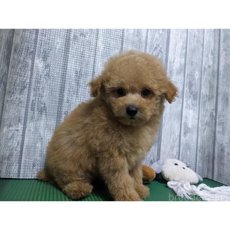 販売中の埼玉県のトイプードル-412788の2枚目