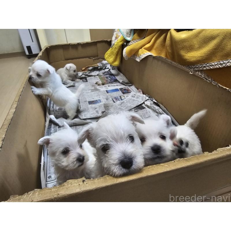 成約済の愛知県のウエストハイランドホワイトテリア(ウエスティ)-412660の6枚目