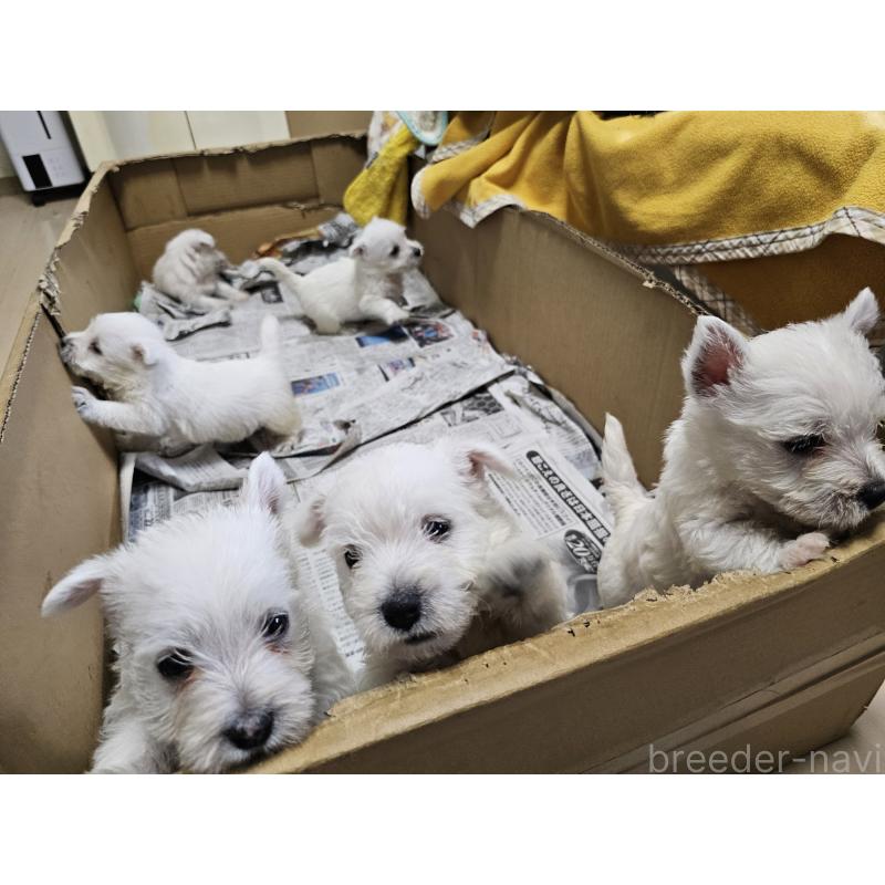 成約済の愛知県のウエストハイランドホワイトテリア(ウエスティ)-412660の4枚目