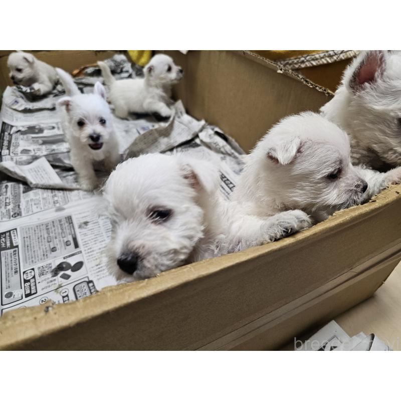 成約済の愛知県のウエストハイランドホワイトテリア(ウエスティ)-412660の2枚目