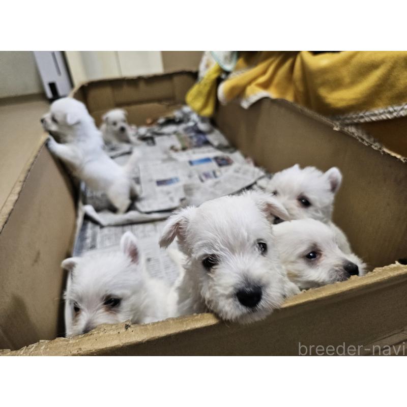 成約済の愛知県のウエストハイランドホワイトテリア(ウエスティ)-412659の6枚目