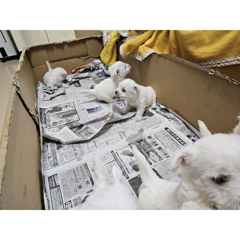 成約済の愛知県のウエストハイランドホワイトテリア(ウエスティ)-412659の5枚目